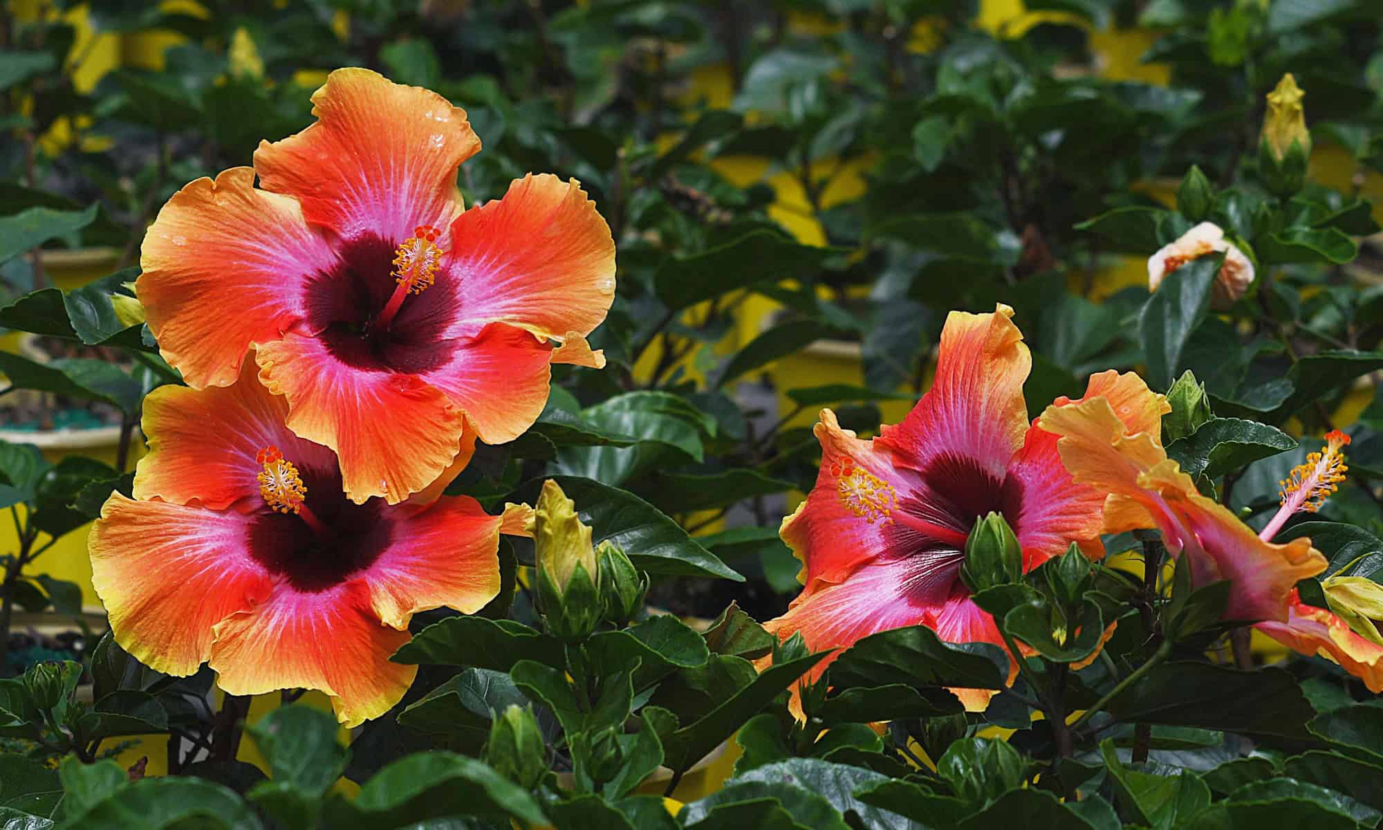 Floridaβs Finest Tropical Paradise Delivered