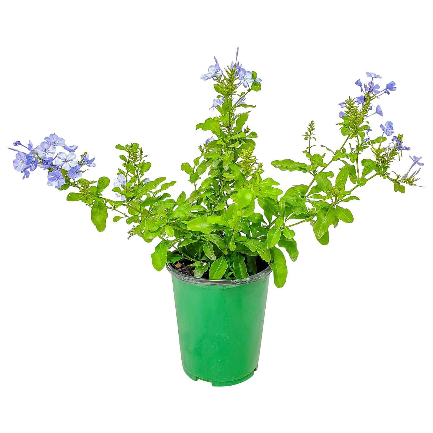 Blue Plants
