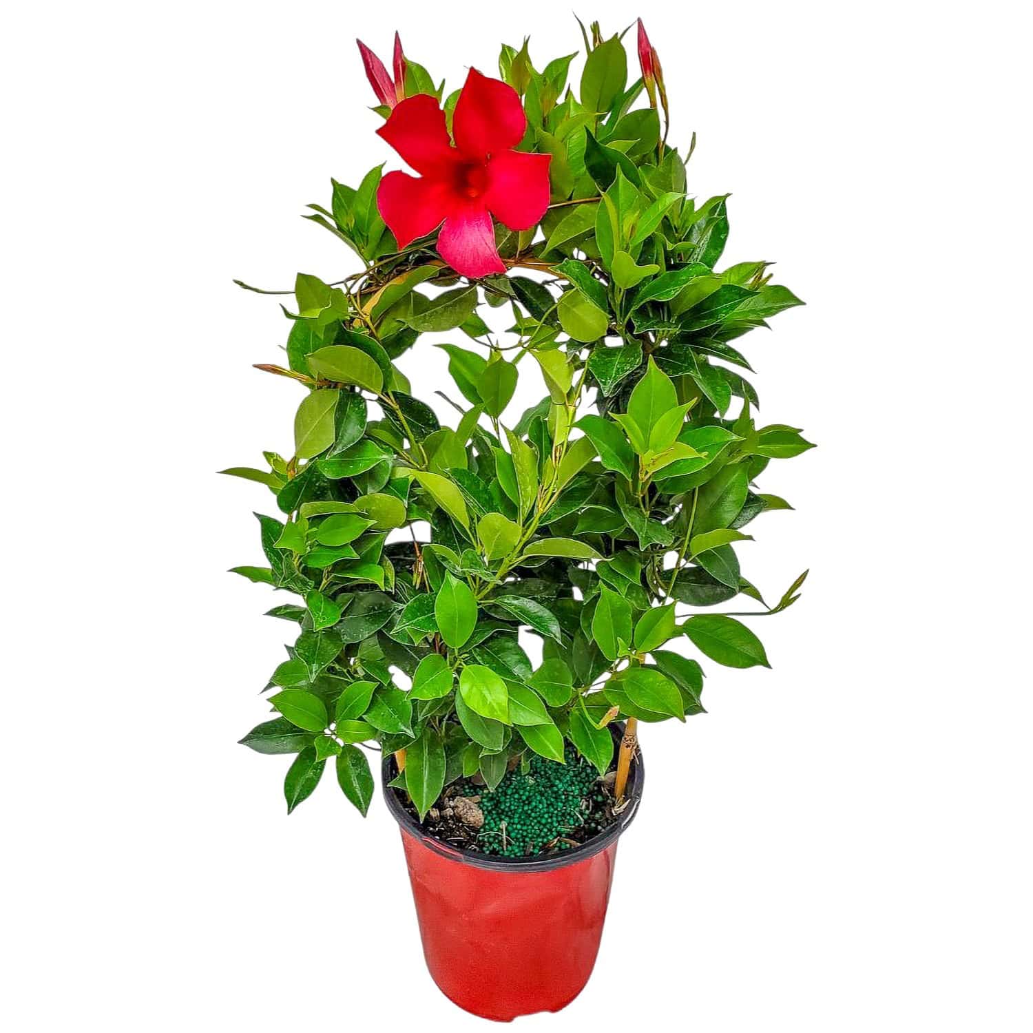 Dipladenia Plants